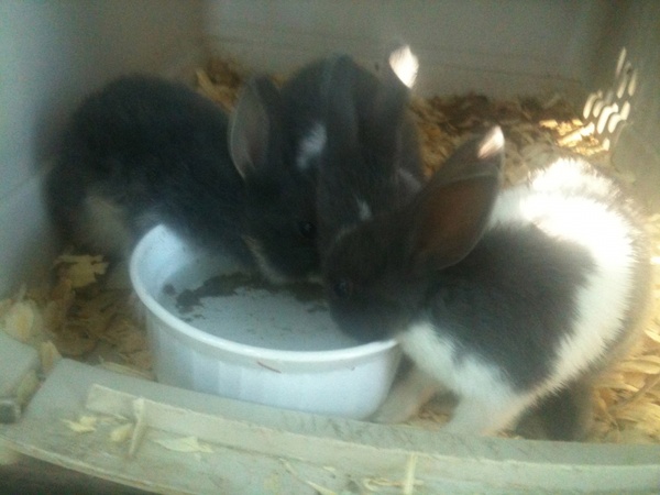 hungry bunnies