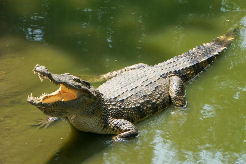 hunting crocodile picture realistic dynamic 