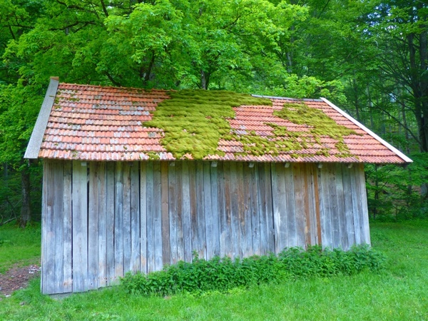 hut roof moss 