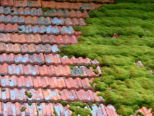 hut roof moss
