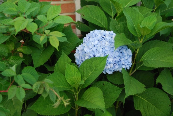 hydrangea blue hydrangea blue flower