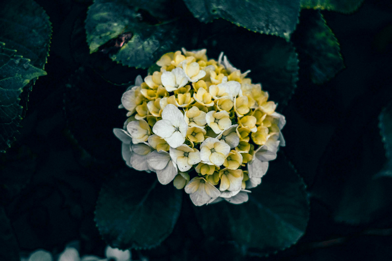 Hydrangea flower picture contrast modern