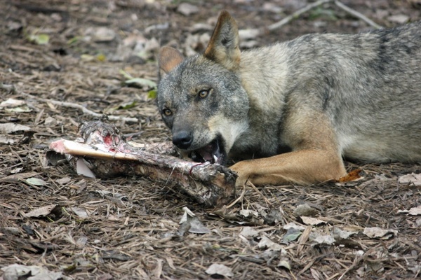 iberian wolf eating