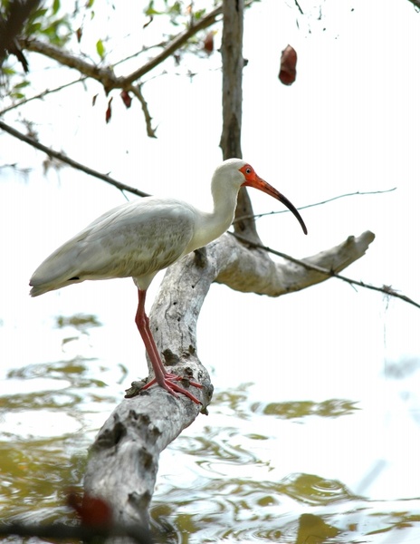 ibis bird white 