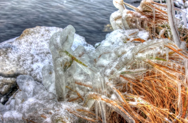 iced plants at shabbona lake state park illinois 