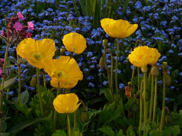 iceland poppy flower yellow