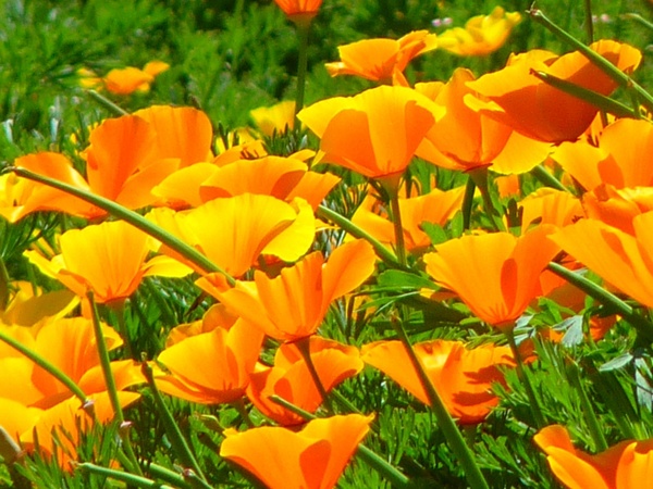 iceland poppy papaver nudicaule naked stalks poppy