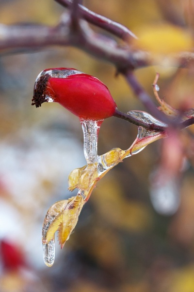 icicles on a wild rose