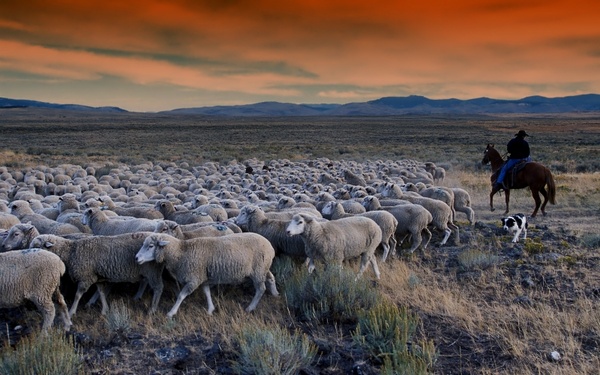 idaho grazing sheep