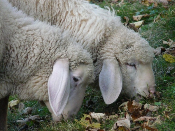 idiots sheep pasture