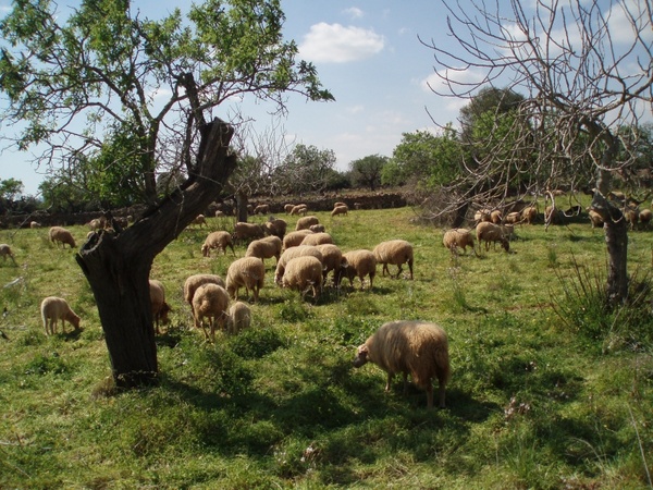 idyll sheep flock of sheep