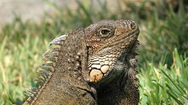 iguana herbivorous lizards reptile