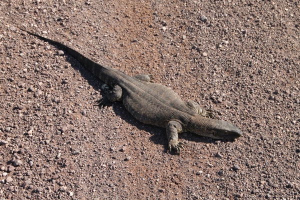 iguana saurian namibia 