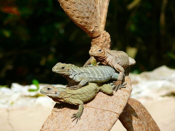 iguanas tree animal