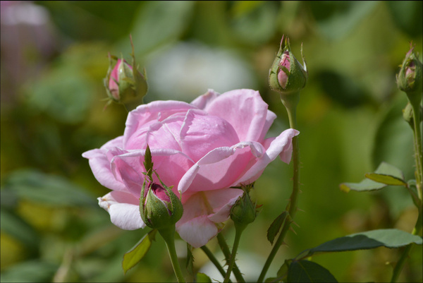 in search of the perfect rose