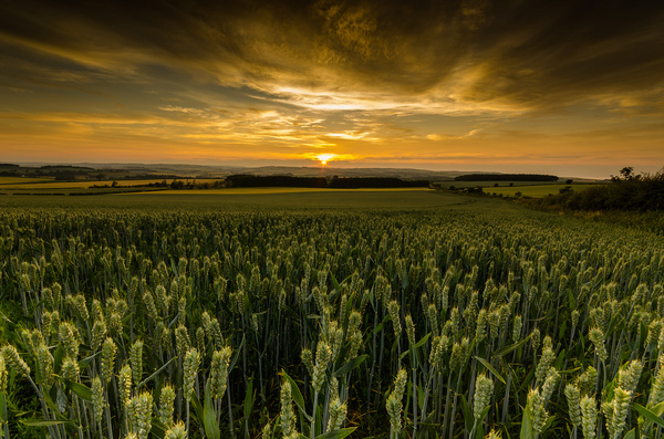 in the wheat fields 
