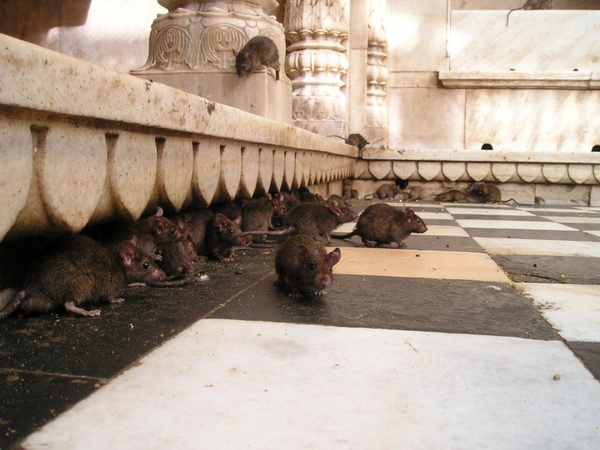 india rat temple rat 