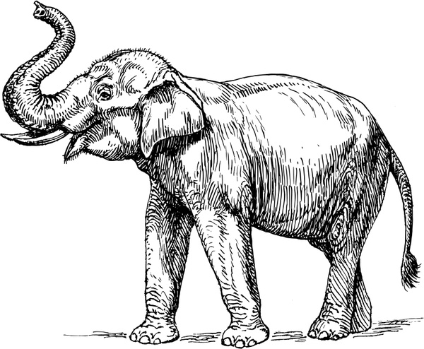 Free Free 51 Elephant Sketch Svg SVG PNG EPS DXF File