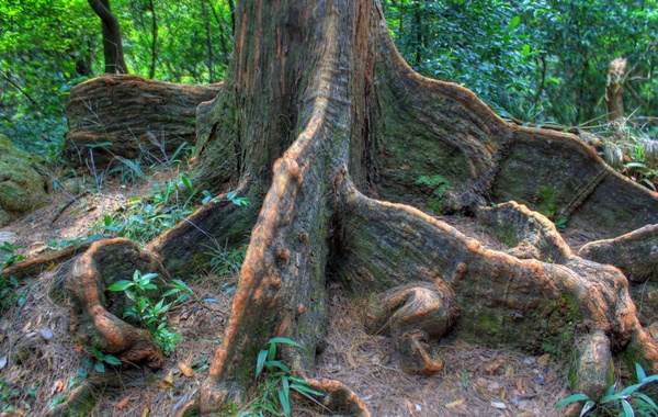 indian rubber tree roots in hong kong china