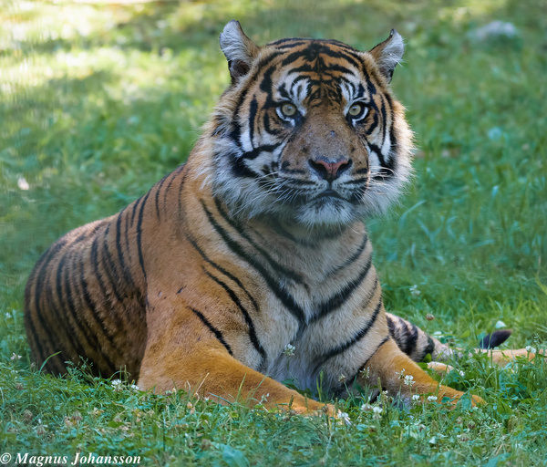 indian tiger again at parken zoo eskilstuna sweden