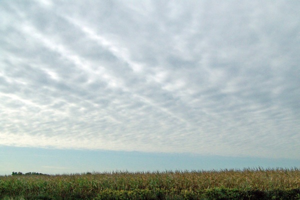 indiana cornfield and sky