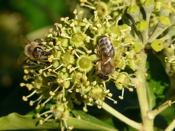 inflorescence pollination bees 