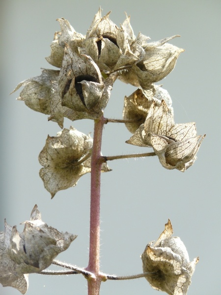 infructescence seeds grey