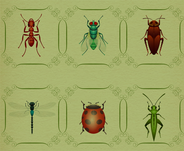 insect animal collection