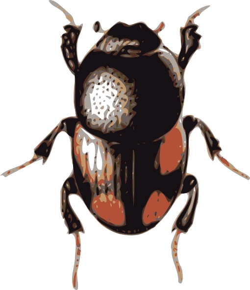Insect Beetle clip art