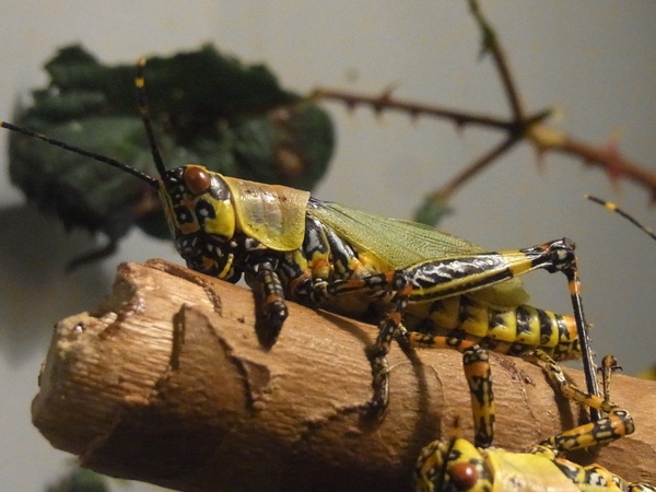 insect grasshopper migratory locust