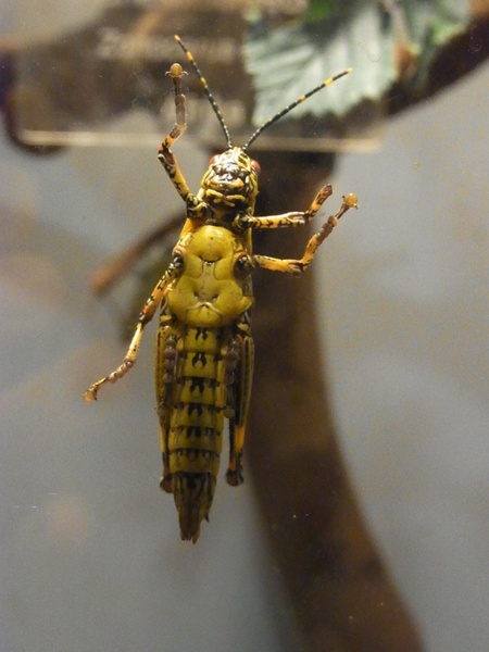 insect grasshopper migratory locust