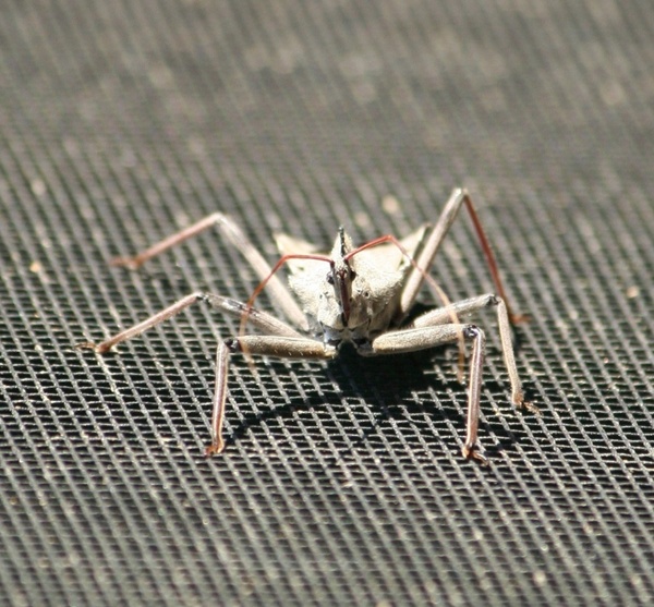 insect wheel bug assasin insect