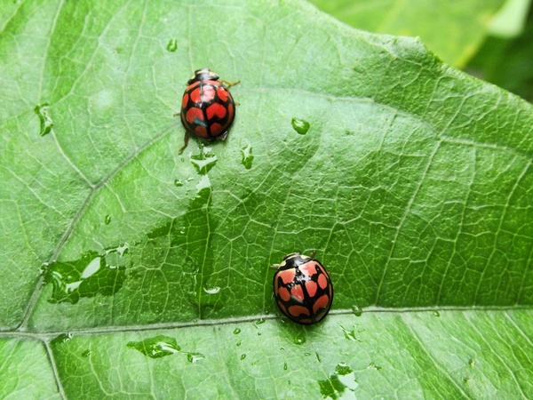 insects ladybirds ladybird