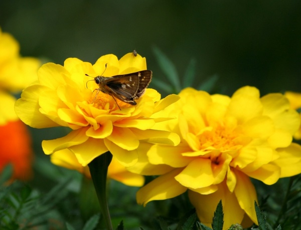 insects small butterfly marigolds