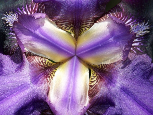 inside an iris 2