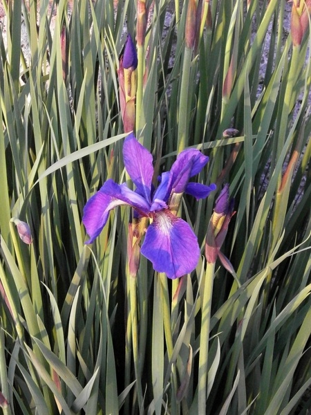 iris early summer flowers purple flowers