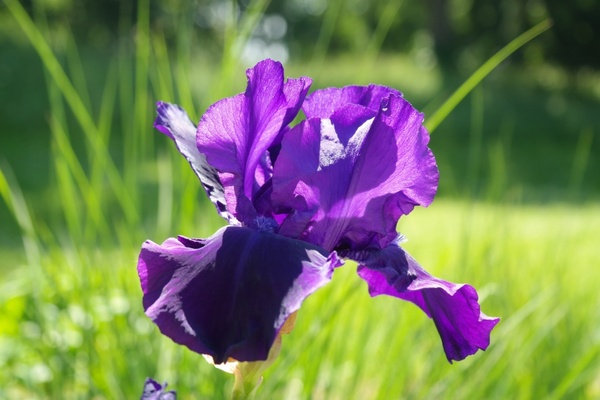 iris flower dark purple