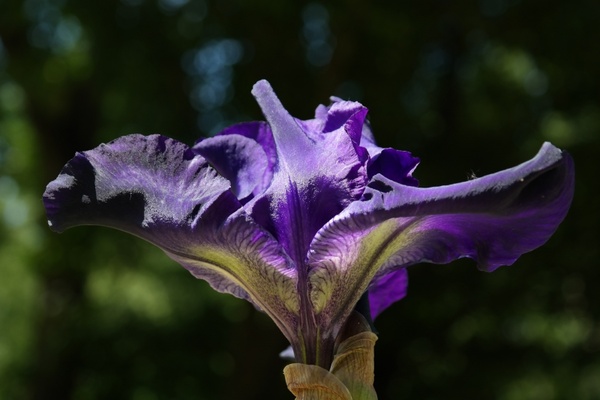 iris flower dark purple