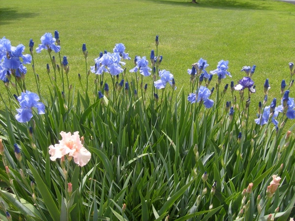 iris flowers