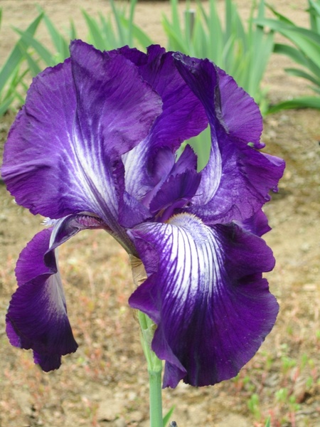 iris purple iris flower