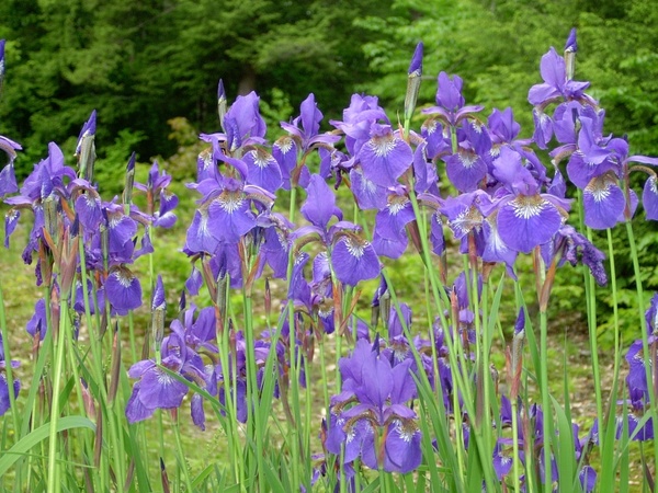 iris summer bloom purple iris
