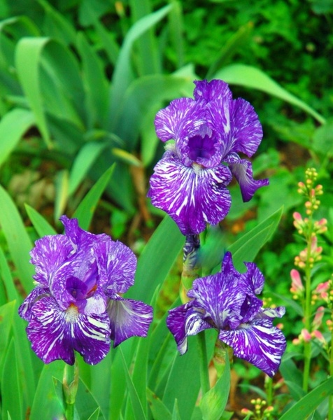 irises flower violet