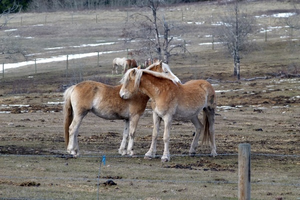 islaender horses animals