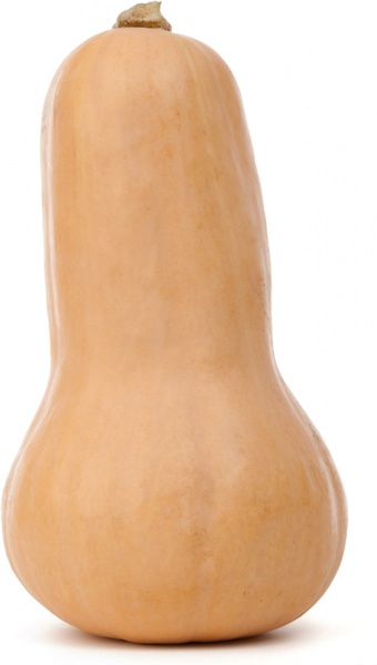 isolated butternut squash