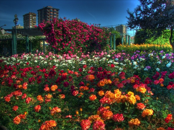 istanbul landscape flowers