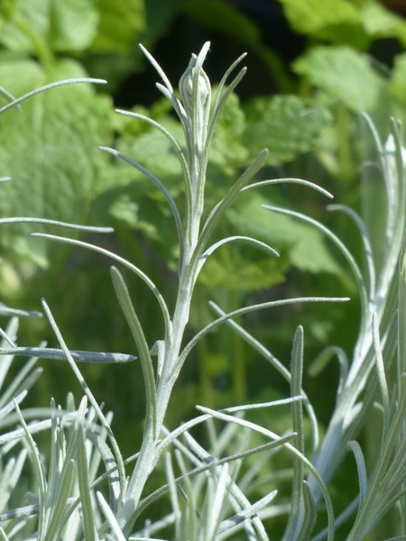 italian immortelle kitchen herb plant