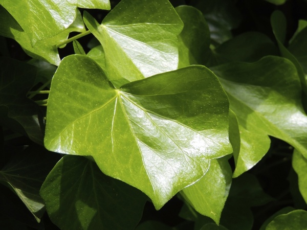 ivy ivy leaf journal