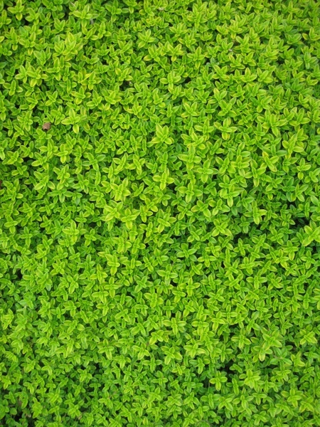 ivy wall green