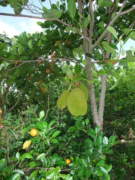 jackfruit 