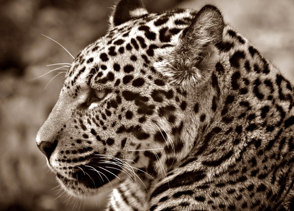 jaguar halbwã¼chsig